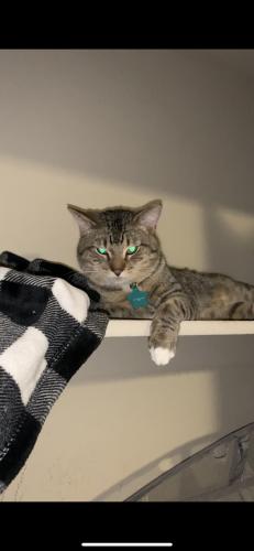 Lost Male Cat last seen Country club and 8th ave , Mesa, AZ 85210