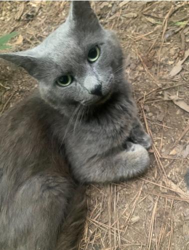 Lost Male Cat last seen Meow Meow Rescue, Soddy-Daisy, TN 37379
