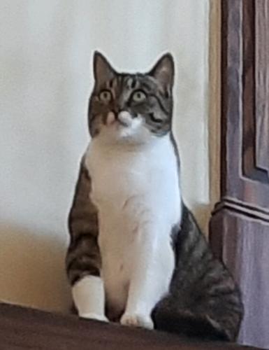 Lost Female Cat last seen Western Ave and Burc , Highland Park, IL 60035