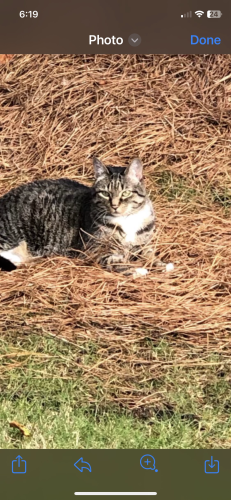 Lost Male Cat last seen Spruce Creek Lane , Lawrenceville, GA 30045