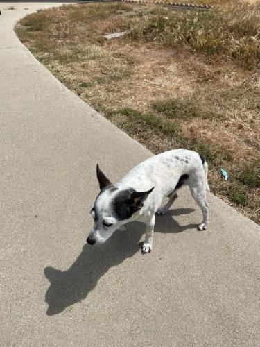 Lost Male Dog last seen Meridian and College Avenue, San Diego, CA 92115