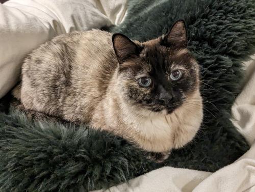 Lost Female Cat last seen Ridge St and Clay St, Reno, NV 89501