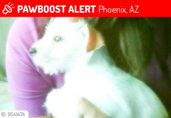 Lost Male Dog last seen Near st and Portland , Phoenix, AZ 85006
