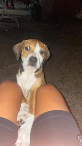 Lost Male Dog last seen Near polk fort Myers , Fort Myers, FL 33916