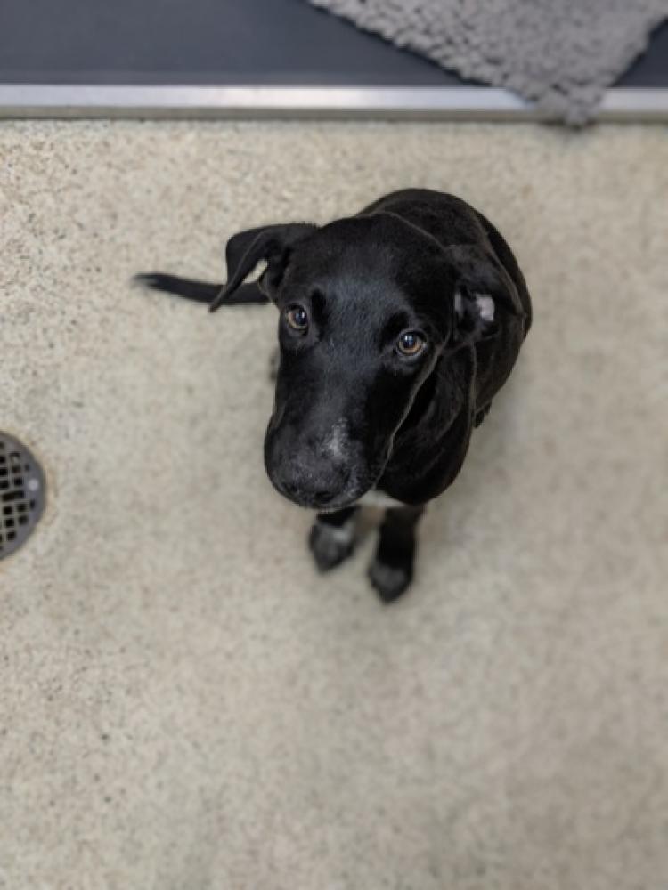 Shelter Stray Female Dog last seen Cypress, TX 77433, Houston, TX 77053