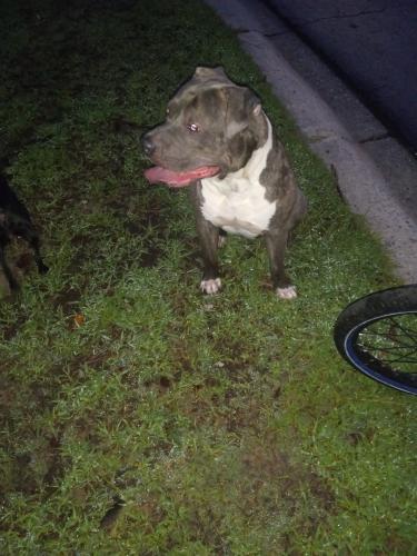 Lost Male Dog last seen Near Hammond dr norcross ga, Norcross, GA 30071