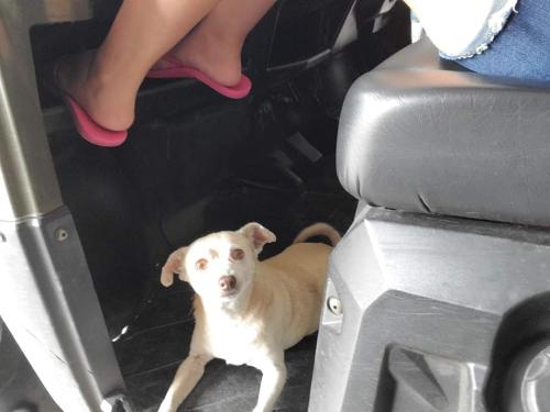 Lost Female Dog last seen Backyard, Lehigh Acres, FL 33974