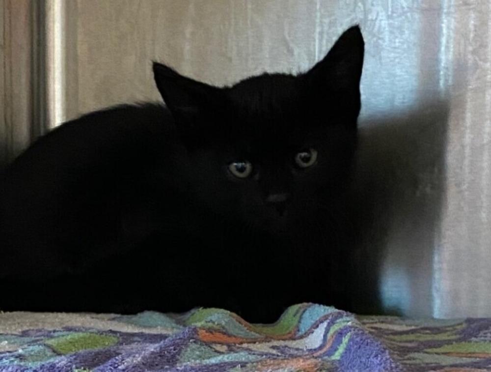 Shelter Stray Female Cat last seen Near Golf Links Road, OAKLAND, CA, 94605, Oakland, CA 94621