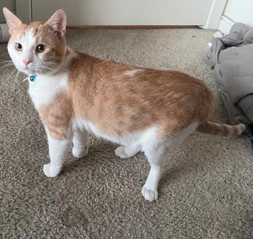 Lost Male Cat last seen Buckley Rd. and St. Mary's  , Green Oaks, IL 60048
