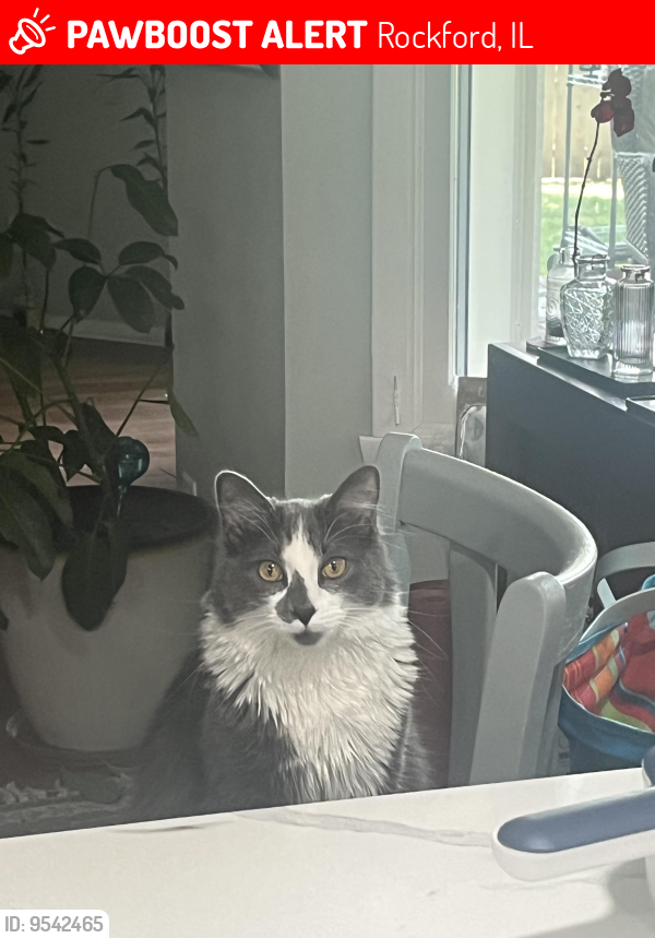 Lost Male Cat last seen royal oaks and lyford, Rockford, IL 61103