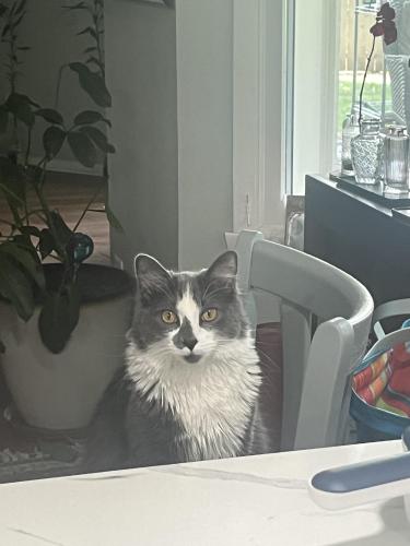 Lost Male Cat last seen royal oaks and lyford, Rockford, IL 61103
