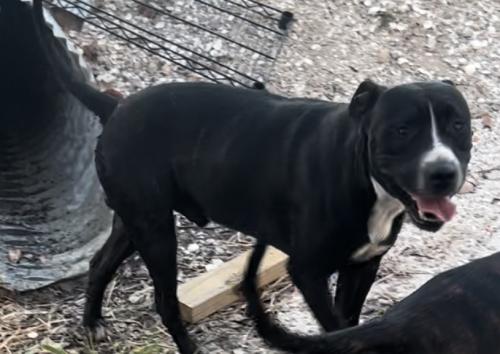 Lost Male Dog last seen Lehigh Acres, LaBelle, FL 33935