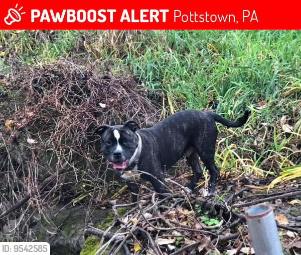 Pottstown, PA Lost Male Dog, Chunk Is Missing PawBoost