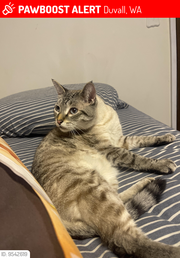 Lost Male Cat last seen Ne 143rd, towards the top of the hill. , Duvall, WA 98019