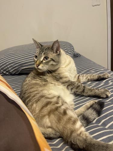 Lost Male Cat last seen Ne 143rd, towards the top of the hill. , Duvall, WA 98019