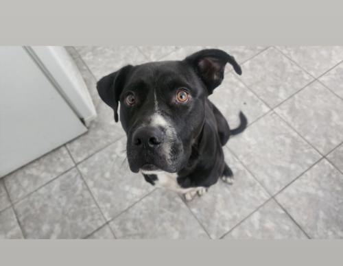 Lost Male Dog last seen 119st 22ave, Miami, FL 33167