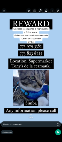 Lost Male Cat last seen Fresh market tony's de la cermank , Berwyn, IL 60402