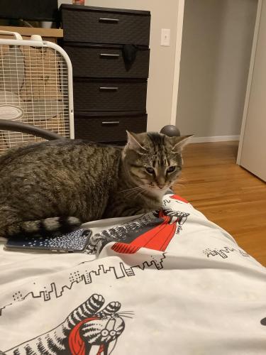 Lost Female Cat last seen McDonald by grand Ave s 2109, Minneapolis, MN 55405