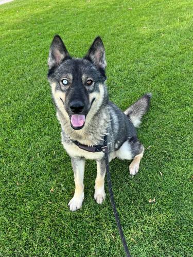 Lost Male Dog last seen Maricopa County Animal Control West Shelter on 27th Avenue and Lower Buckeye Rd., Phoenix, AZ 85009