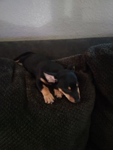 Lost Female Dog last seen 92nd avenue and Berkeley , Phoenix, AZ 85037