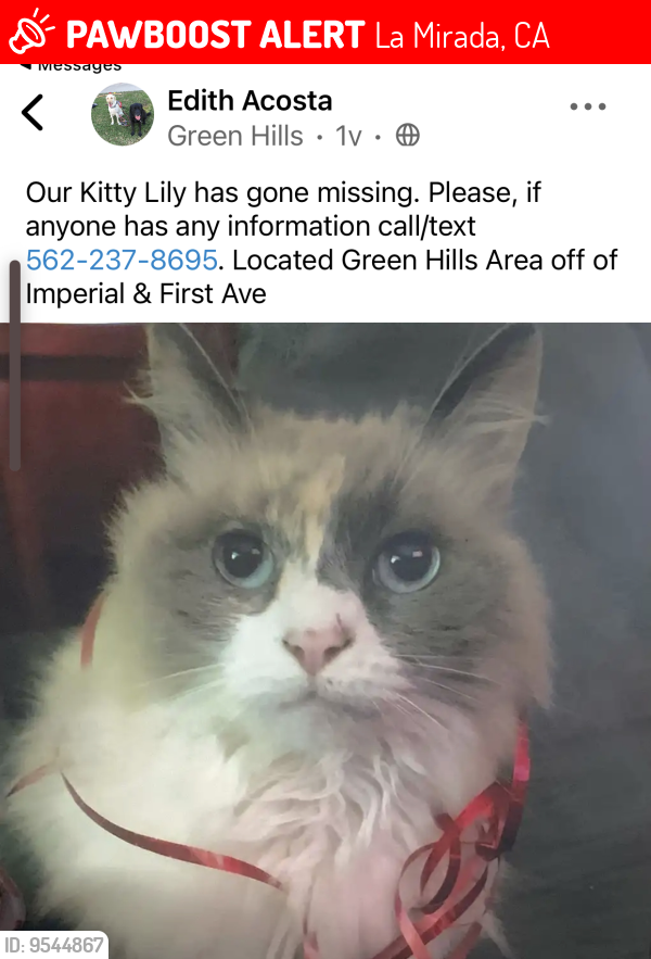 Lost Female Cat last seen Cullman , La Mirada, CA 90638