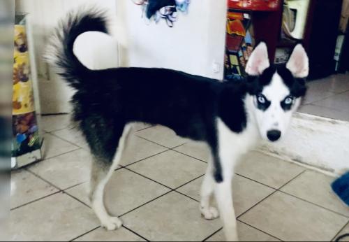 Lost Female Dog last seen between 27 ave NW and 22 ave NW 68 st, Miami, FL 33147