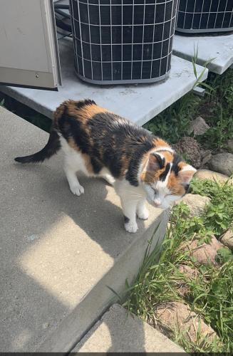 Lost Female Cat last seen S. Alabama and Saveland Ave, Milwaukee, WI 53207