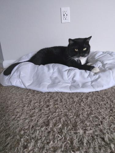Lost Male Cat last seen Emerson Avenue and Hosmer Avenue, The Bronx, NY 10465
