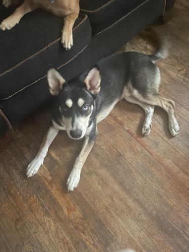 Lost Male Dog last seen Two notch road , Columbia, SC 29223