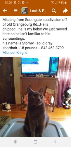 Lost Male Cat last seen Old Orangeburg Rd Lexington SC , Lexington, SC 29073