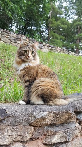 Lost Female Cat last seen Spooks Branch Road, Asheville, NC 28804