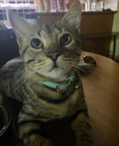 Lost Male Cat last seen South hills country club, West Covina, CA 91791