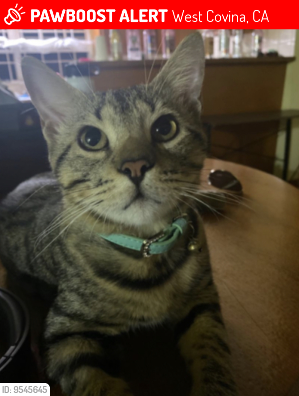 Lost Male Cat last seen South hills country club, West Covina, CA 91791