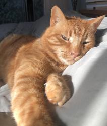 Lost Male Cat last seen Oakridge Blvd. and Sullivan Avenue, Ottawa, ON K2G 2V2