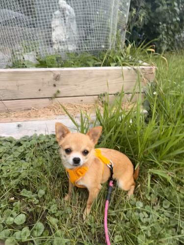 Lost Female Dog last seen 5th St and Grovner Ave as of 4:30pm 9/19, Oakdale, MN 55128