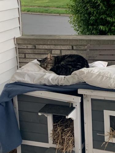 Lost Male Cat last seen apmts off of Rand Ave and Livingston Ave , Columbus, OH 43227