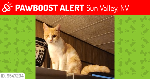 Lost Female Cat last seen Bidwell, Leon, Sun Valley, NV 89433