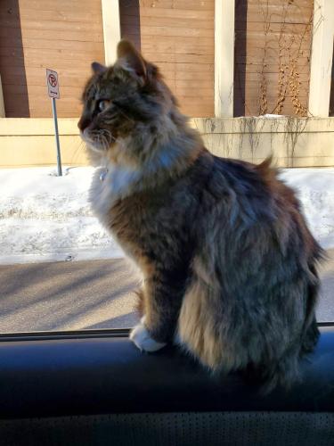 Lost Male Cat last seen 3rd ave s, 4th ave s, 60th st, Minneapolis, MN 55419