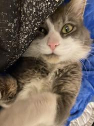 Reunited Male Cat last seen Arapahoe, University Glen  Oaks cndmniums , Centennial, CO 80122