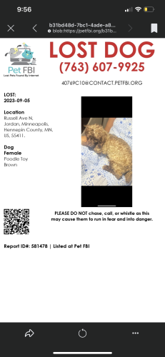 Lost Female Dog last seen 29th and Russell Ave N, Minneapolis, MN 55411
