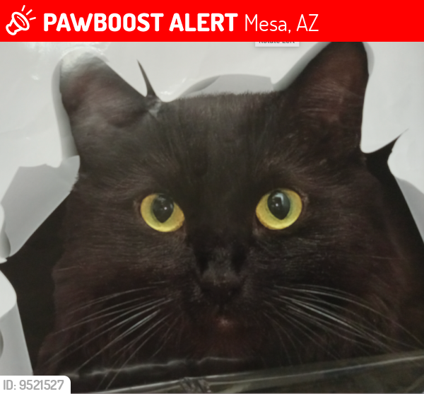 Lost Female Cat last seen Brown and Ellsworth, Mesa, AZ 85207