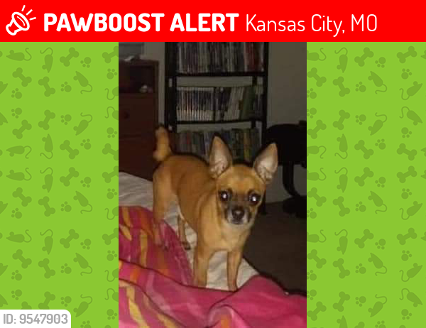 Lost Male Dog last seen Indiana, Kansas City, MO 64127