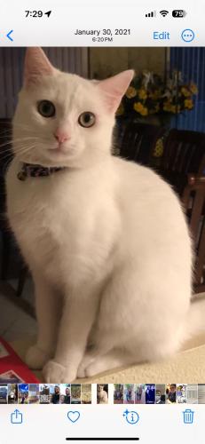 Lost Female Cat last seen Beats Ave and Country Lakes subdivision , Tampa, FL 33613