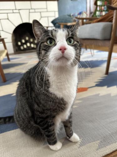 Lost Male Cat last seen W Minnehaha Parkway and Dupont, Minneapolis, MN 55419