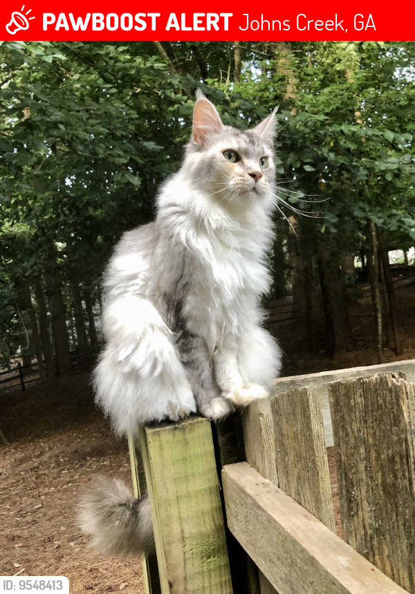 Lost Female Cat last seen Double Gate subdivision , Johns Creek, GA 30022