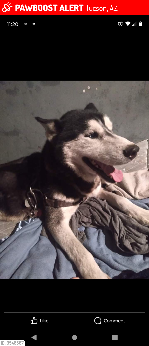 Lost Male Dog last seen MacGyver street, Tucson, AZ 85705