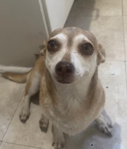 Lost Female Dog last seen Maple and hill st in Pasadena CA, Pasadena, CA 91106