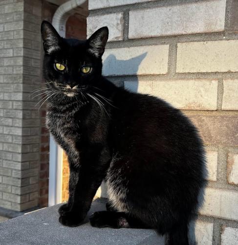 Lost Male Cat last seen Washington Elementary School, Schiller Park, IL 60176