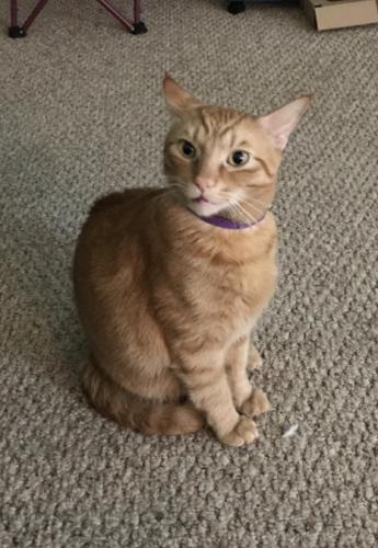 Lost Male Cat last seen not sure where he was last sightef, but is most likely in the lake commons court neighborhood., Snellville, GA 30078