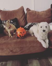 Lost Male Dog last seen Washington & Pecos, Las Vegas, NV 89101